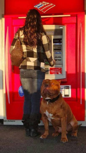 10+ Фото собачек, с которыми можно не оглядываться при снятии денег в банкомате;)
