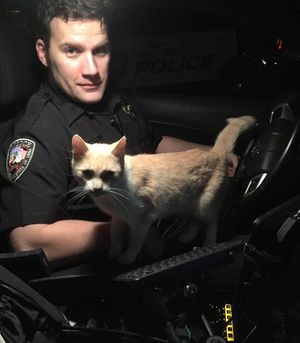 Увидев открытое окно полицейской машины, котенок без раздумий запрыгнул туда. Офицеру БРАВО!