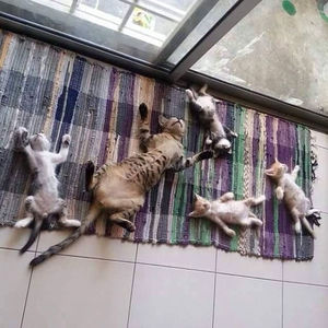 10+ фото котов, которые являются настоящими адептами солнечных ванн!