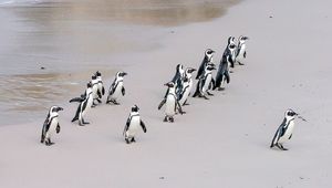 Биологи впервые описали стратегию коллективной охоты пингвинов