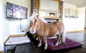 Шетландский пони считает себя собакой и умеет открывать шкафы и двери