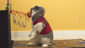 Кролик установил мировой рекорд по баскетболу