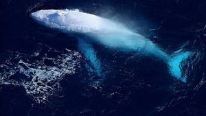 30-летний белый кит Мигалу снова попал на видео