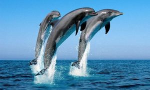 У дельфинов, работающих с людьми, обнаружили особенный акцент
