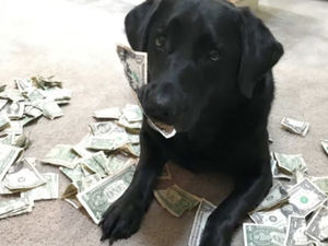 Эта собачка поняла, для чего люди используют деньги и теперь делает ЭТО постоянно!