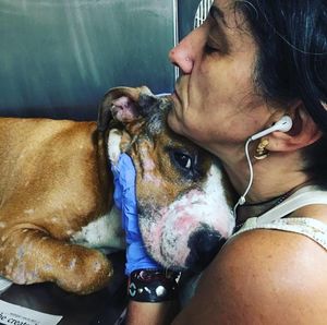 Собака с трудом пережила ураган и была покусана другими собаками. Все, чего он хотел — обнять кого-то