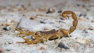 Скорпионы способны «настраивать» яд под будущую задачу