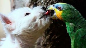 Вот, что может произойти, если вы решите познакомить попугая со своим псом!