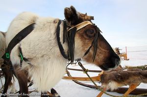 День оленевода. Гонки на оленьих упряжках.