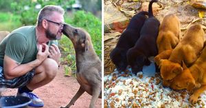 Мужчина ежедневно кормит 80 бездомных собак, потому что не может видеть, как они голодают