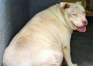 История спасения очень толстой собаки, которая оказалась в приюте.