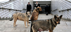 Как бродячие собаки ориентируются в московском метро?