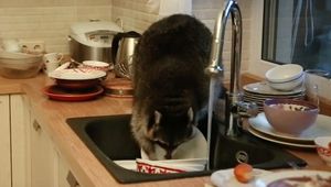 Толстый енот-полоскун забрался на кухню и перемыл гору грязной посуды
