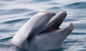 У китов и дельфинов обнаружили «почти человеческие» культуру и общество