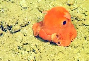 Сложно поверить, что это плюшевое чудо, которое ученые обнаружили на дне океана, настоящий осьминожка