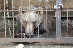 Двух замученных медведей спасли из частного зоопарка в Нижегородской области