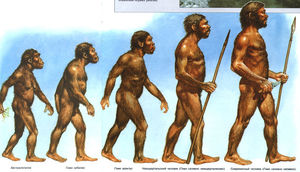 Палеоантропологи предлагают причислить шимпанзе и горилл к человеческому роду Homo