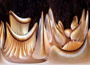 Фотографии грибов Уоррена Крупсова в форме замысловатых узоров