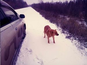 В Якутии собака спасла жизнь своему хозяину