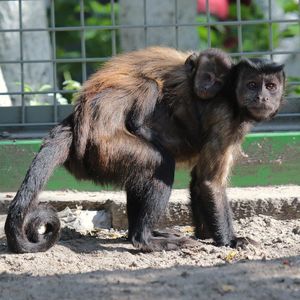 В Новосибирском зоопарке бэби-бум среди приматов