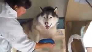 Посмотрите на реакцию этого пса, когда грумер решили посушить его шерсть феном после купания