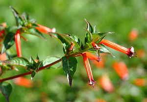 Куфея (Cuphea)