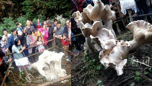 В Китае нашли огромный царь-гриб