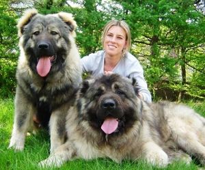 25 самых больших пород собак в мире, которых вы с удовольствием завели бы