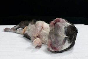 В Колумбии родился двумордый котенок
