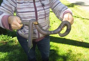 В Австралии нашли огромного земляного червя