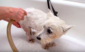 Собака, которая 12 лет жила у заводчика в тесной клетке и рожала ему щенков, впервые видит кроватку