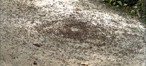 Зачем муравьи маршируют по кругу, пока не умрут