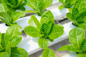 7 умных устройств для выращивания зелени на подоконнике