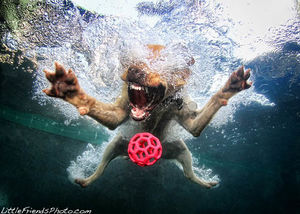 Невероятный позитив: Собаки ловят мячик под водой