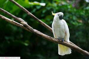 Парк птиц и рептилий на Бали