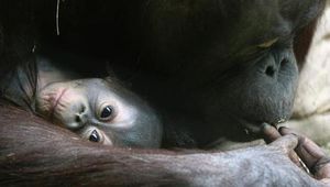 На Суматре обнаружили новый вид вымирающих "предков" человека