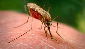 В США комаров будут уничтожать с помощью бактериологического оружия