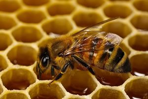 8 вещей, которые произойдут с твоим организмом, если ты начнешь есть мёд каждый день.