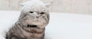 Девушка решила, что бросать снег в кота — отличная идея