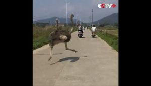 Сбежавший с фермы страус вызвал хаос на улицах