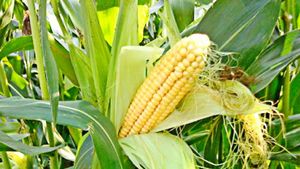 Выращивание кукурузы в огороде