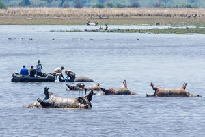 Сто бегемотов найдены мертвыми в реке Намибии