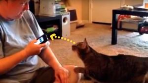 Хозяйка воспользовалась программой, переводящей на кошачий язык