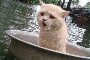 Во время наводнения этот кот придумал очень оригинальный способ не утонуть