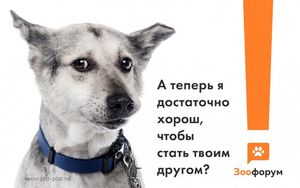 Благотворительный фонд «Образ жизни» преобразил собак из приюта