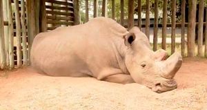 Его зовут Судан и он ПОСЛЕДНИЙ в мире самец белого северного носорога!