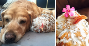 Курица, рожденная без глаз, подружилась со всеми животными на ферме