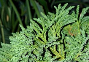 Криптомерия (Cryptomeria)