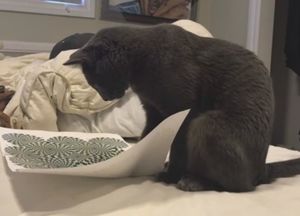 Видео сражения кота с оптической иллюзией стало хитом соцсетей