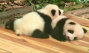 Эти панды, которые обожают обнимашки, подарят вам хорошее настроение на весь день и согреют вашу душу